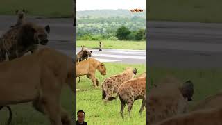 Hyenas vs Lions War shortvideo hyena animals lion [upl. by Miguela]