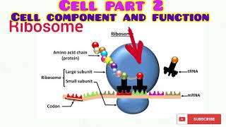 CELL PART 2 [upl. by Aehtla]