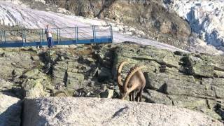 Gasenried Grächen  Bordierhütte  21 22 Juli 2015 [upl. by Nedah858]