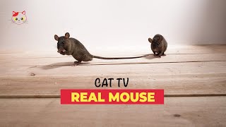 Mouse for Cats to Watch Real 🐁 REAL MICE FOR CATS TO BINGE WATCH 10 HOURS [upl. by Saundra]