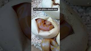 CUTTING OPEN A BALL PYTHON EGG😍 [upl. by Licht]