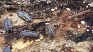 Woodlice at work [upl. by Stuppy]