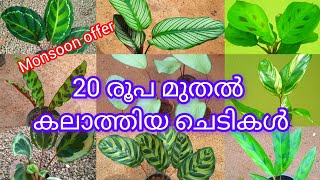 Calathea plants for sale starting 20 [upl. by Redan]