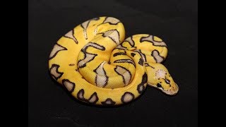 25 of the COOLEST BEAUTIFUL Ball Python Morphs today Snake lovers watch this [upl. by Hatch]