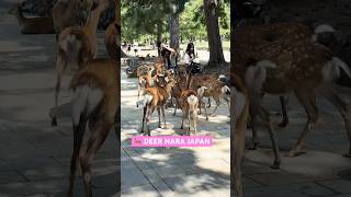 Cute Deer Nara Park Japan 動物園 奈良の鹿 naraparkjapan zoo deer park japan [upl. by Sadira290]