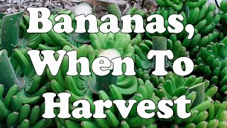 Bananas When To Harvest [upl. by Eilyac]