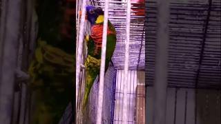 Lory parrot breeder pairs with box youtube birds shortvideo [upl. by Asserac528]