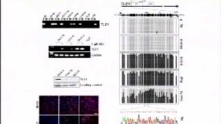 Mecanismos de Desregulación Epigenética en Enfermedad [upl. by Avigdor715]