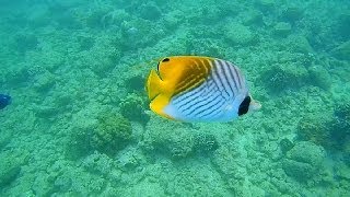 Epic Snorkeling Kauai Hawaii Poipu Beach HD [upl. by Welton]