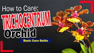 How to Care TRICHOCENTRUM ORCHIDS  Basic Care Guide [upl. by Sparrow]