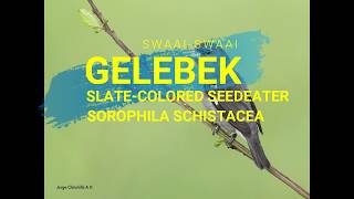 SWAAY SWAAY  Gelebek Slate colored Seedeater  Sporophila schistacea  Cigarrinha do norte [upl. by Flora]