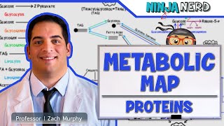 Metabolism  The Metabolic Map Proteins [upl. by Lizzie349]