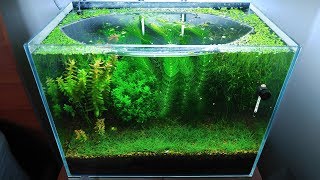 9 Months Update  Saving Amano Larvae NO filter NO CO2 NO Ferts 5 Gallon Nano Tank [upl. by Naie]