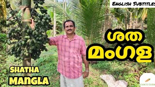 Shatha Mangala നിങ്ങൾ അറിയേണ്ടതെല്ലാം🤑🤑 ശത മംഗള  Vamco Farms [upl. by Aronoh88]