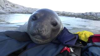 Curious Baby Elephant Seal [upl. by Alphonsine]