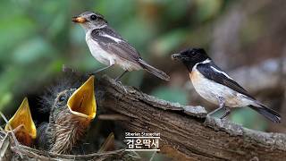 Siberian Stonechat 검은딱새 육추 최종 [upl. by Fesoj697]