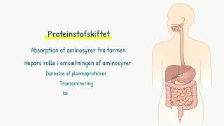 Stofskiftet Proteinstofskiftet [upl. by Griff]