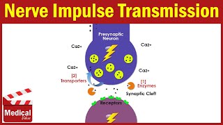 Pharmacology ANS 3 Synaptic Transmission of Nerve Impulse in The Nervous System ANIMATION [upl. by Alix]