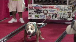 Hawaiis Strongest Pit Bull Competition [upl. by Namhcan61]