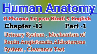 Urinary System  Mechanism of Renin Angiotensin Aldosterone System  Clearance Test  HAP Hindi [upl. by Nallek]