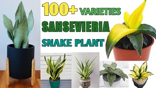 100  Sansevieria Plant Species  Snake Plant Varieties Part2  Plant and Planting [upl. by Ynohta]