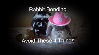 Rabbit Bonding  4 Things To Avoid [upl. by Lenej803]