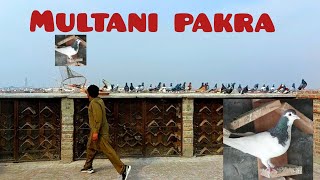 Haye maze Multani pakra peigons birds vlog [upl. by Ytsim]