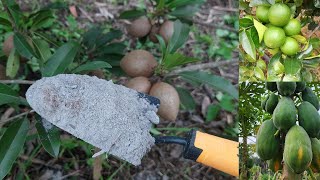 Abonó Casero para tus Árboles frutales de Limón Níspero Papaya Chico Zapote y otros [upl. by Laurance]