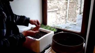 AllotmentDiary How to sow and grow on leeks the easy way [upl. by Symer]