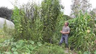 HOW TO GROW JERUSALEM ARTICHOKES  END OF SEASON CARE [upl. by Kurtzig]