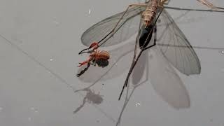 Pseudoscorpion with giant meal  riding along when the insect flies around [upl. by Ahtoelc]