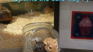 Basic gerbil care an AZ guide on gerbils [upl. by Pride]