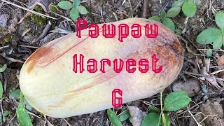 Pawpaw harvest part 6 [upl. by Adnerb169]