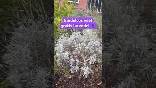 Lavendel snoeien en stekken🪻 lavendel stekken bijen diervriendelijk [upl. by Rabbaj357]