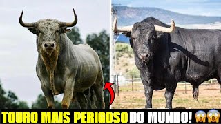 Conheça A RAÇA MIURA animal MITOLÓGICO mais BRAVO DO MUNDO fazendaeboi [upl. by Ynaittirb]