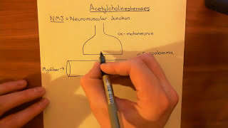 Acetylcholinesterases and Acetylcholinesterase Inhibitors Part 1 [upl. by Rutter416]