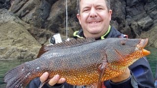 Monster Wrasse caught lure fishing from the kayak [upl. by Elyn534]