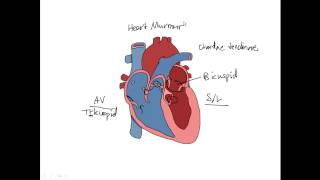 Heart Anatomy [upl. by Snook]