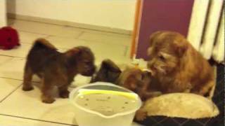 Little SImon Norfolk terrier litter S Tweedledee Teddy [upl. by Alta971]