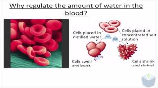 Homeostasis 5  ADH ALevel Biology [upl. by Elenahc]