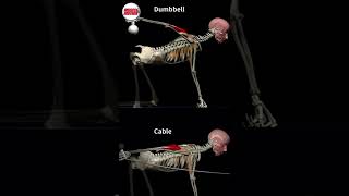 Triceps Kickback CABLE VS DUMBBELL [upl. by Haroppiz]