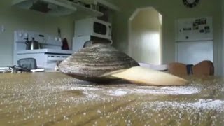 Watch clam lick up salt [upl. by Safir]