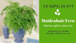 HEALING PLANT maidenhair fern Adiantum capillusveneris linn medicinal use health benefits [upl. by Kcirreg454]