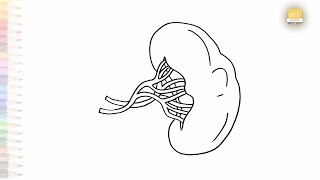 Human spleen diagrams easy  Science drawing tutorials  How to draw Human spleen  artjanag [upl. by Olatha]