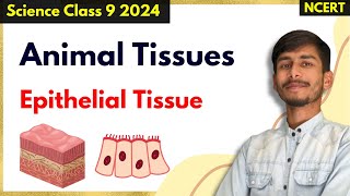 Epithelial Tissues  Easy Explanation  Animal Tissues Class 9th Science [upl. by Averi]