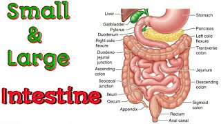 Small and Large Intestine Structure Digestion and Absorption [upl. by Yleek263]