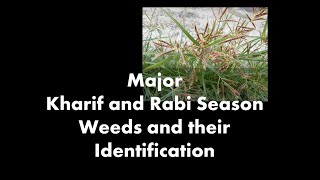 Major Kharif and Rabi Season Weeds [upl. by Gehlbach]