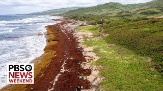 A 5000milelong mass of seaweed is coming to shore Here’s what will happen [upl. by Ho]