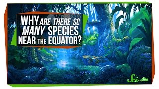 Why Are There So Many Species Near the Equator [upl. by Arbua]