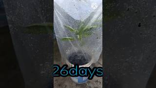 How To Grow Chilli From CuttingHow To Grow Chillies From Seedshortyoutubechilli plant [upl. by Breena539]